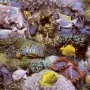 Noordwand Papel Good Vibes Coral and Tropical Fish amarillo morado de , Papel pintado - Ref: Foro24-440437, Precio: 19,78 €, ...