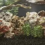 Piedras de dragón marrón 25 kg 5-30 cm de , Decoración de acuarios - Ref: Foro24-3217167, Precio: 74,02 €, Descuento: %