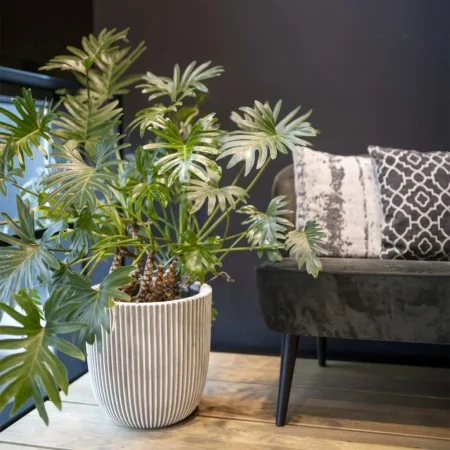 Capi Macetero Groove marfil 43x41 cm | Foru.es | Tu tienda online para hogar, jardín y más Foro24.es
