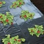 Nature Mantillo para fresas 1,4x20 m 6030231 de , Mantillo - Ref: Foro24-419717, Precio: 27,16 €, Descuento: %