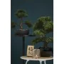 Emerald Mini bonsai artificial Ficus verde 47 cm 420006 de Emerald, Flora artificial - Ref: Foro24-414506, Precio: 78,50 €, D...