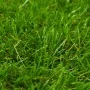Césped artificial verde 1x10 m/40 mm de vidaXL, Flora artificial - Ref: Foro24-318331, Precio: 159,44 €, Descuento: %